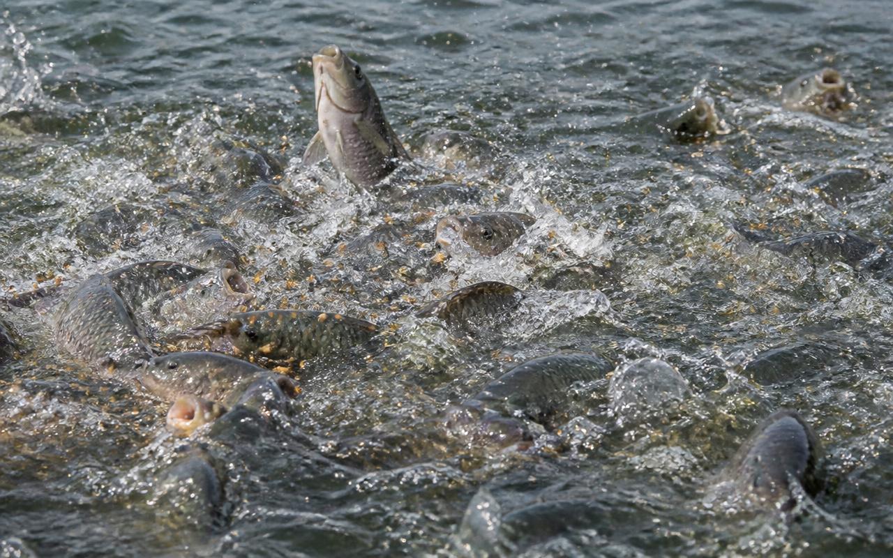 Poissons en pleine activité à la surface d'un bassin lors du nourrissage